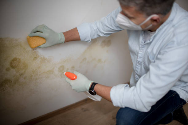 Best Black Mold Removal  in Sag Harbor, NY