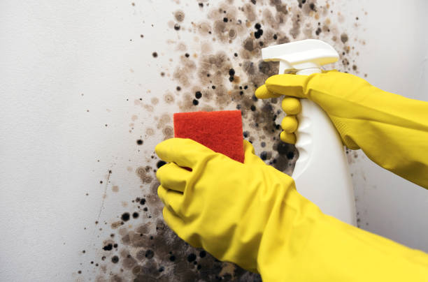 Mold Removal and Inspection in Sag Harbor, NY