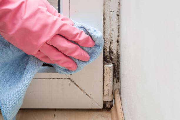 Professional Mold Removal in Sag Harbor, NY